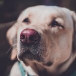 Como alimentar correctamente a un labrador retriever