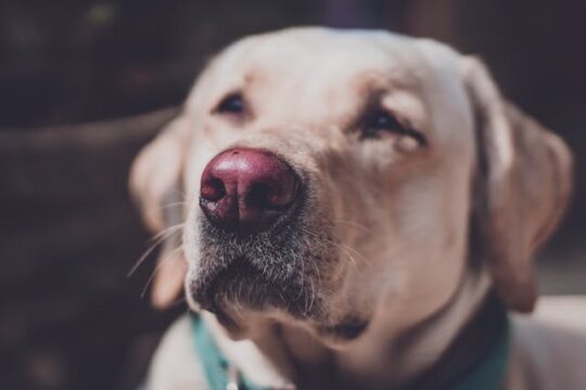 Como alimentar correctamente a un labrador retriever